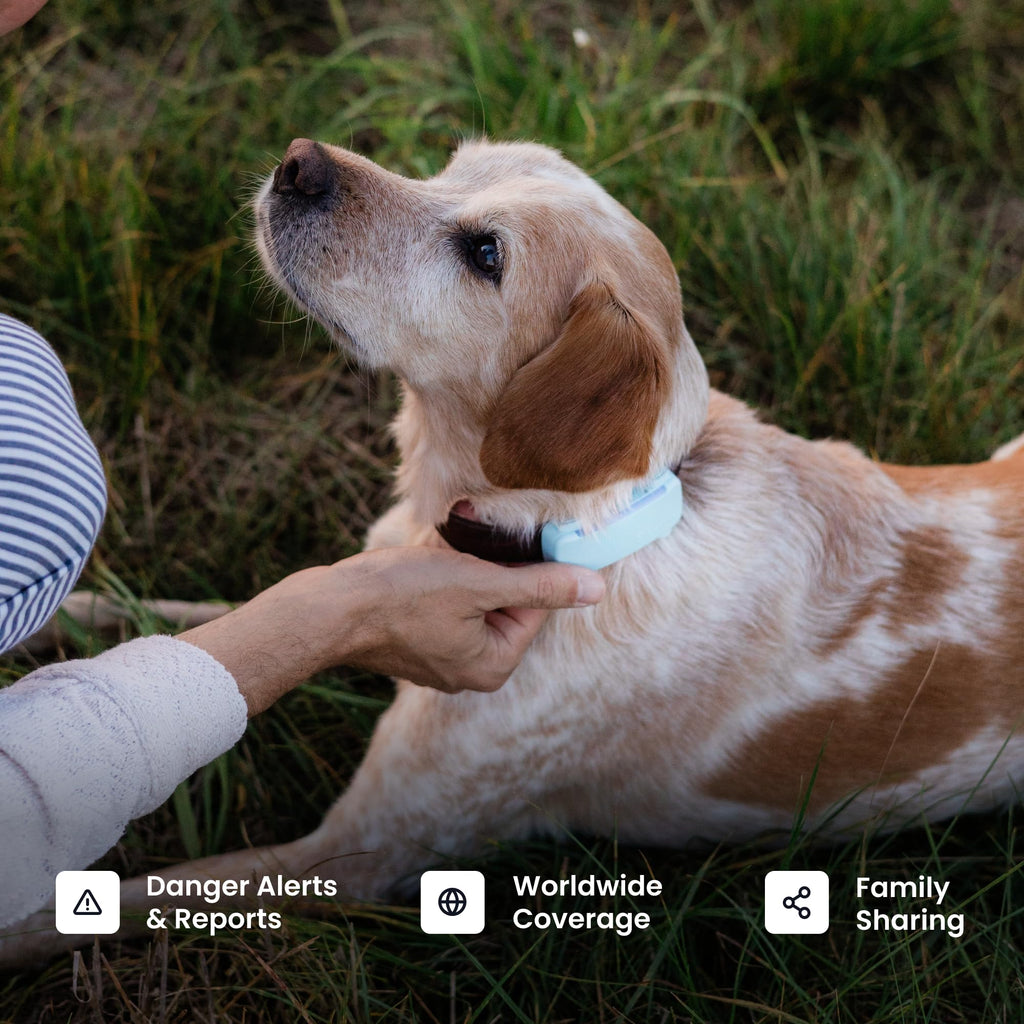Black Smart Dog GPS Tracker with Virtual Fence Y2781
